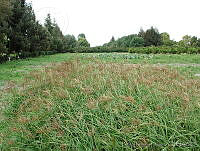 PTL2138 Chloris gayana.jpg