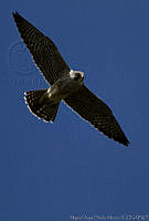 MASM01549 Falco peregrinus.jpg