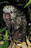 VHL0123 Coendou mexicanus.jpg