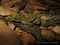LCM0003 Anolis alvarezdeltoroi.jpg
