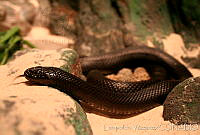 LV0018 Lampropeltis getula.jpg