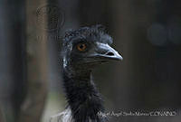 MASM06322 Dromaius novaehollandiae.jpg