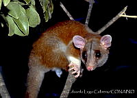 ELC0067 Caluromys derbianus.jpg