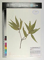 JAdNV0385 Quercus viminea.JPG