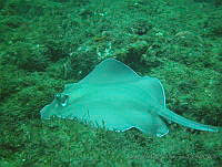VDLCF0566 Hypanus americanus.jpg