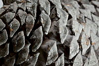 MASM03334 Pinus devoniana.jpg