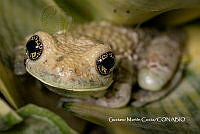 MN6F0266 Trachycephalus typhonius.jpg