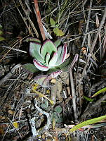 IRR 0384 Echeveria.jpg