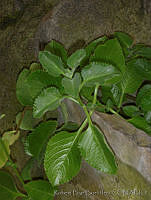 RBB0285 Plectranthus amboinicus.jpg