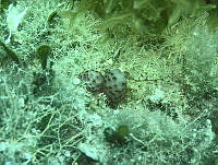 NE018 0054 Eudistoma obscuratum.jpg