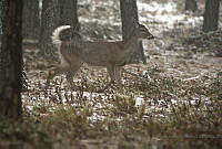 MMB02 Odocoileus virginianus.jpg