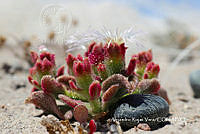 MN6PG0163 Mesembryanthemum crystallinum.jpg