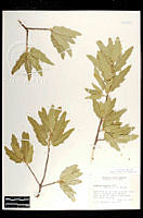102093 Quercus emoryi.jpg