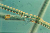 UNAMGAMZ-73 Tolypothrix tenuis.jpg