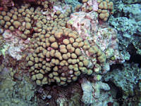 HPE148 Madracis decactis.jpg