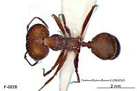 ME006 Hormi 0323 Pheidole gouldi.jpg