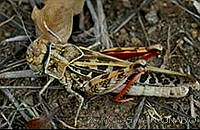 ZCS0057 Xanthippus corallipes.jpg