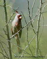 AAKVDH 0574 Cardinalis sinuatus.JPG