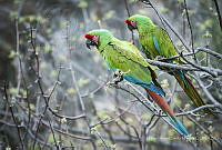 MASM07509 Ara militaris.jpg