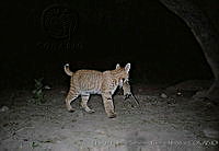 UNAMHBRM-7 Lynx rufus.jpg
