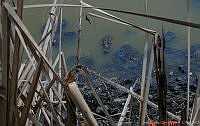 JCLV 002 Crocodylus moreletii.jpg