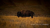 RJ004 Bison bison.jpg