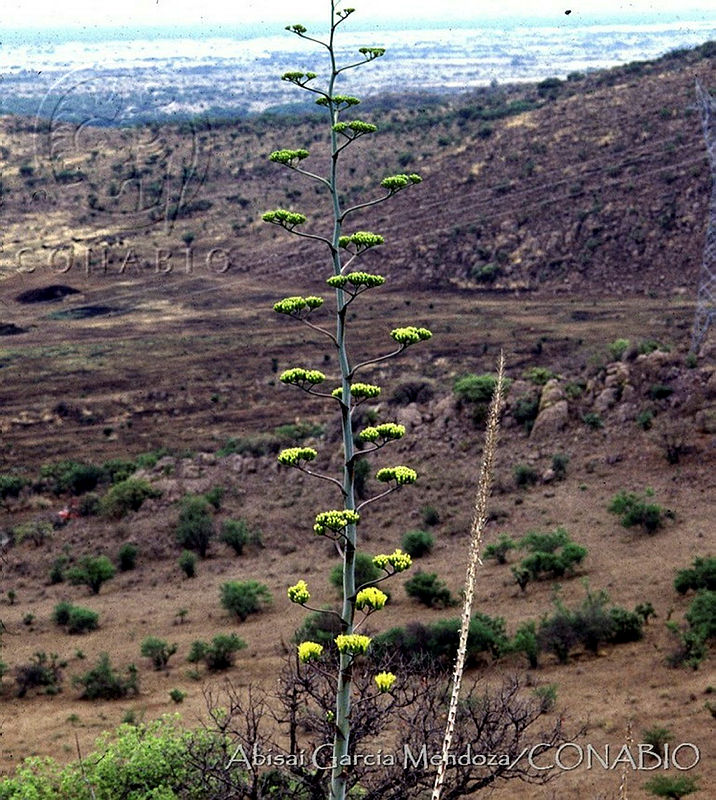 AGM0012%20Agave%20durangensis.jpg.nye44Yz0MSlHq2VhQA3g0JtbmFja29CbnFuZ3NAbXJ6LGtwZwA.mXmOWdCPJ9