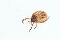 MASM07751 Boophilus sp..jpg