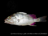 HJ008-092 Pomadasys macracanthus.jpg