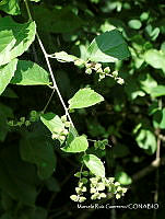 MRG-2017-789 Gouania lupuloides (MEGA-10oct17-c).JPG