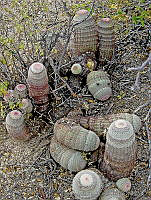 TMRP0012 Echinocereus pectinatus.jpg