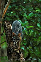 ELC0121 Urocyon cinereoargenteus.jpg