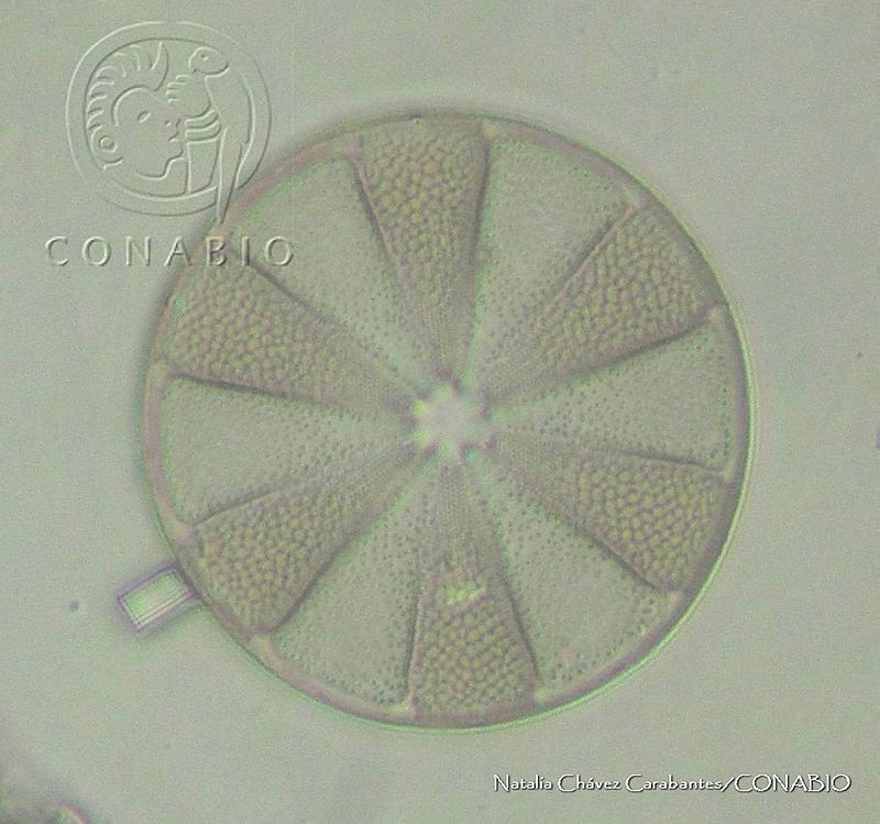 NCC0128%20Actinoptychus%20parvus.JPG.jCfO54D0MaH1T49hQA3g0JtbmFja29CbnFuZ3NAbXJ6LGtwZwA.lJsTiKNUxt