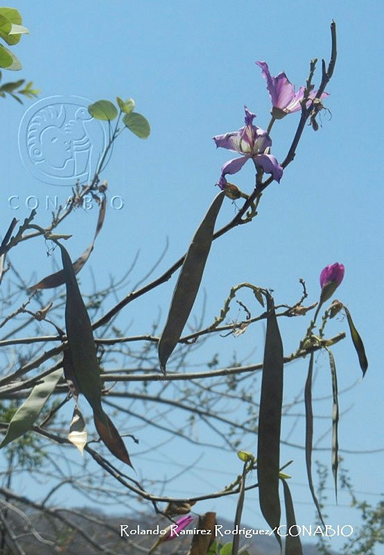 RRR0086%20Bauhinia%20variegata.jpg.nyfL pX0McE1x9FhQA3g0JtbmFja29CbnFuZ3NAbXJ6LGtwZwA.A n236VWDG