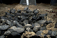ELC0087 Lepidochelys olivacea.jpg