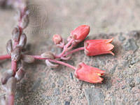 SL0625 Echeveria amoena.jpg