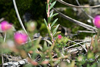 ZAPF0486 Portulaca pilosa.jpg