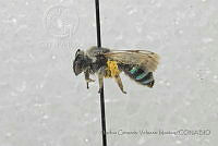 CGVM1214 Nomia tetrazonata ssp. uvaldensis.jpg