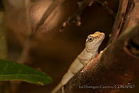 IDG0503 Anolis sericeus.jpg