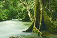 1_Bosque de Montaña_Elí García.jpg