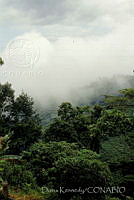 DK0037 Sierra Juárez, Oaxaca.jpg