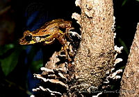 HBB0078 Smilisca baudinii.jpg