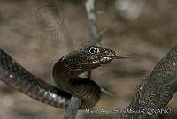 MASM02212 Masticophis flagellum.jpg