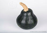 IMDOC2731 Cucurbita argyrosperma.jpg