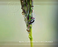 MN6PG0274 Dictyna.jpg