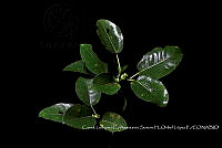 Zoqui 0137 Ficus aurea.jpg