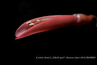 Atleq 0378 Erythrina salviiflora.jpg