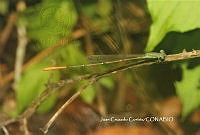 JCC0235 Leptobasis lucifer.JPG