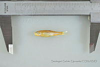 SGQ2046 Agosia chrysogaster.jpg