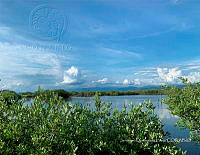 TE001 0260 Hábitat de Crocodylus acutus.jpg